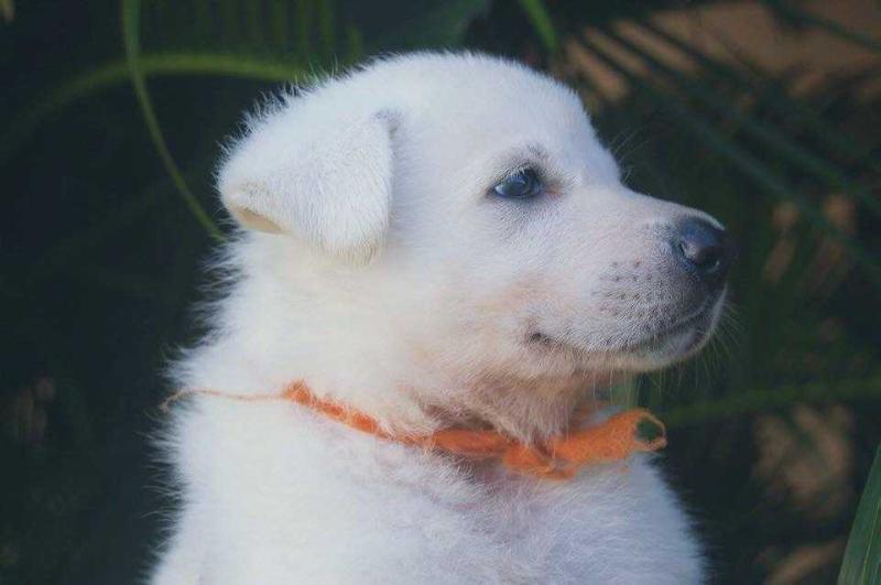 Amie Dayse das Dunas Brancas | White Swiss Shepherd Dog 