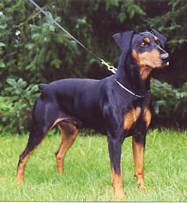 SANTOS vom Robinienhof | German Pinscher 