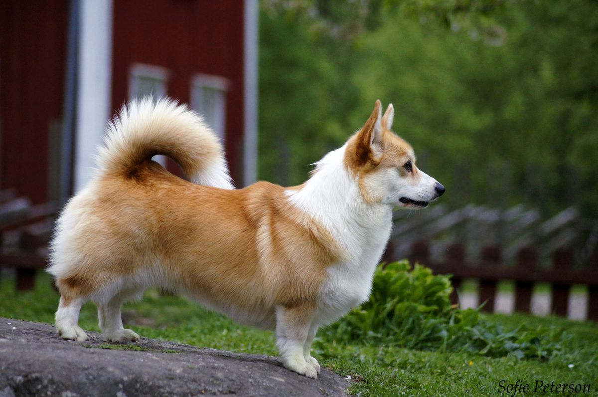 Konvaljens Finest Fiona | Pembroke Welsh Corgi 