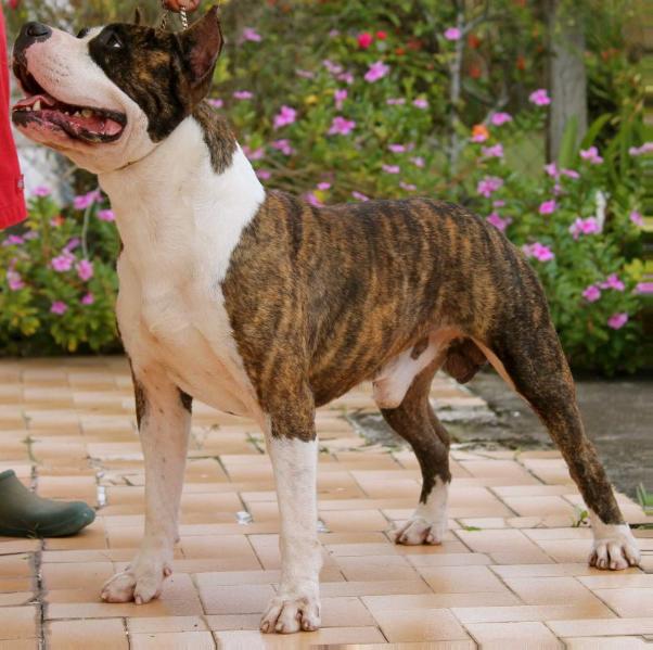 CARIBBEAN PRESTIGE FIRE | American Staffordshire Terrier 