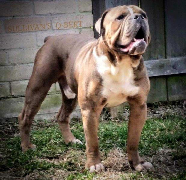 Sullivan's Q-Bert | Olde English Bulldogge 