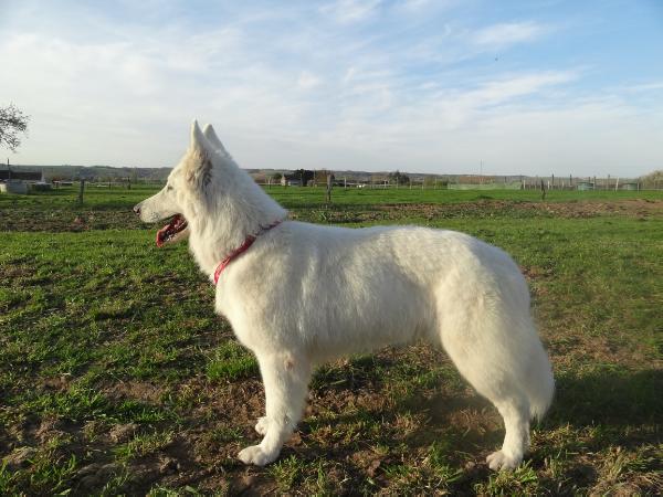 Daily dolce du bois des ternes | White Swiss Shepherd Dog 