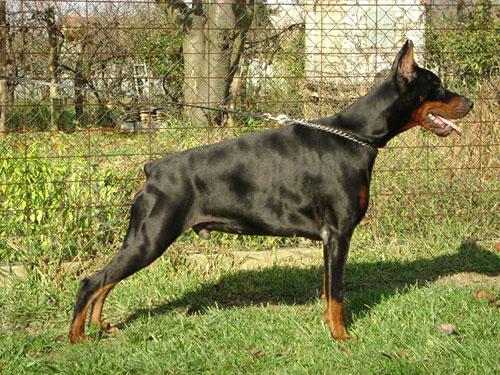 Idaho Flashived | Black Doberman Pinscher