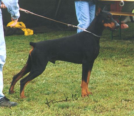 Oaky Polluxov | Black Doberman Pinscher