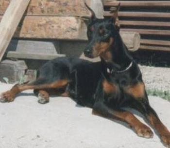 Gina v. Castell | Black Doberman Pinscher