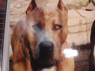 Akula | American Pit Bull Terrier 