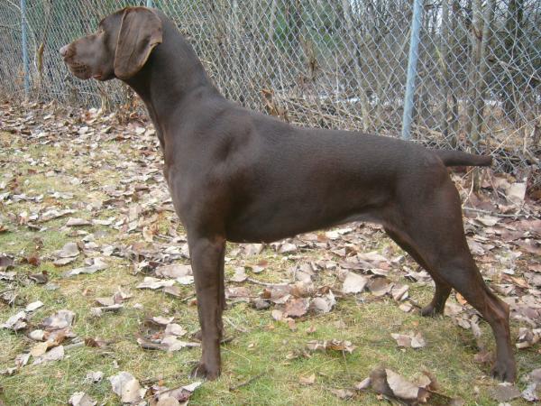 Isara Kurzhaar Odyssee | German Shorthaired Pointer 