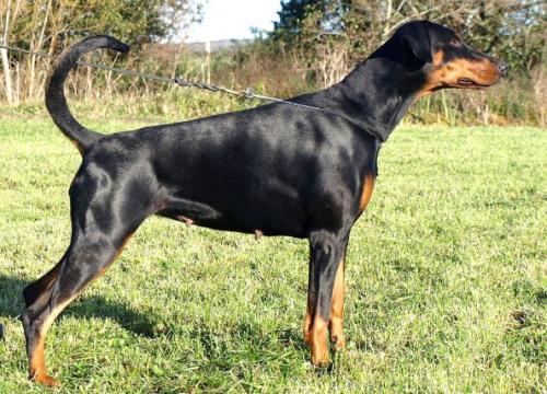 Lucky di Altobello | Black Doberman Pinscher