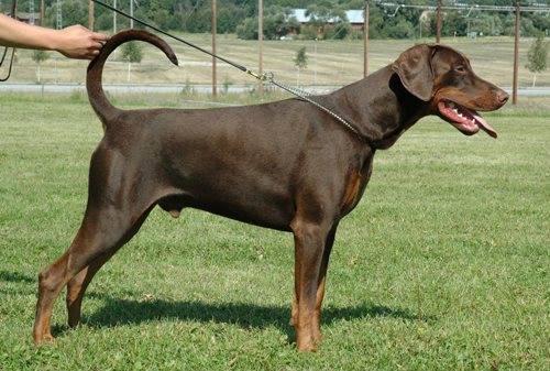 Dobia'co Ezcobar | Brown Doberman Pinscher