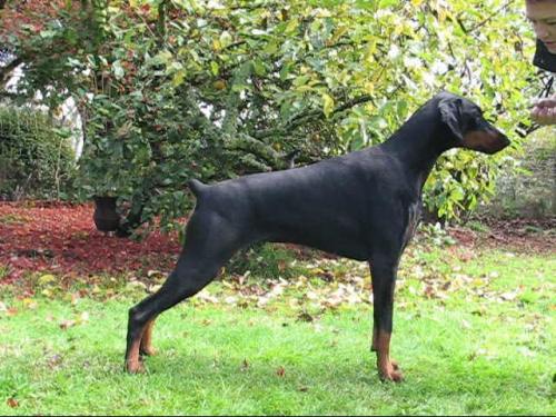 Adamoci Burmecia to Ruzuna | Black Doberman Pinscher