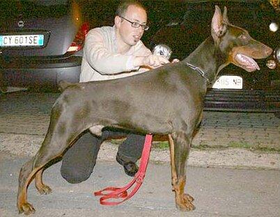 Smart Wood Hills Cholt Paradiz Ronado | Brown Doberman Pinscher