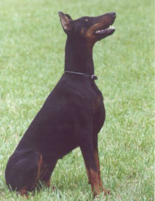 Amber v. Donautal | Black Doberman Pinscher