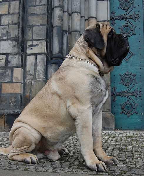 Westgort Anticipation | Mastiff 
