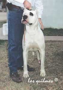 Ana Del Puerto Viejo | Argentine Dogo 