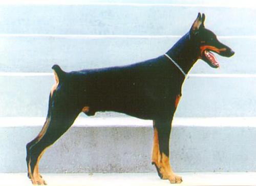 Eclipse v. Donautal | Black Doberman Pinscher