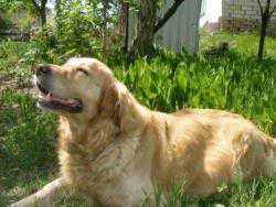 Mary Samiy Luchshiy Drug | Golden Retriever 
