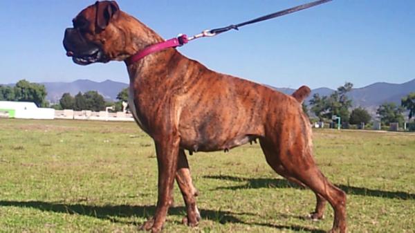 Teka (Rivera) mex.Fci | Boxer 