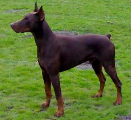 Athos v.h. Wantishof | Brown Doberman Pinscher