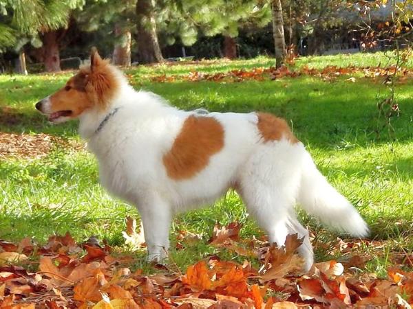 Romanys Lovin Folly O Calvin | Rough Collie 