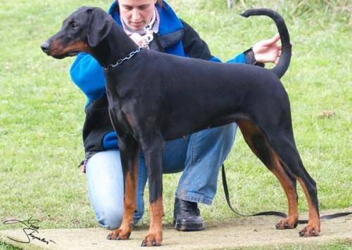 Evita v. Harten Kern | Black Doberman Pinscher