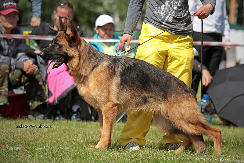 Tivoli vom Frankengold | German Shepherd Dog 