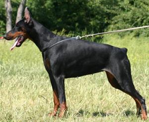 Luxuria di Satti | Black Doberman Pinscher