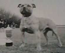 Jolihem Adonis | Staffordshire Bull Terrier 