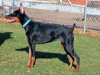 Family Dobes Jinx | Black Doberman Pinscher