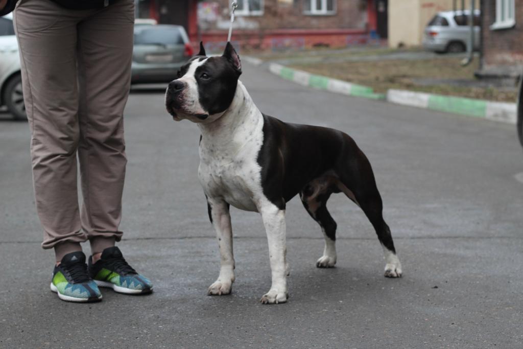 INNER SLY FOX | American Staffordshire Terrier 