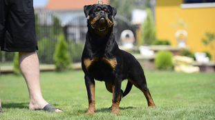 Fiesta Timit-Tor | Rottweiler 