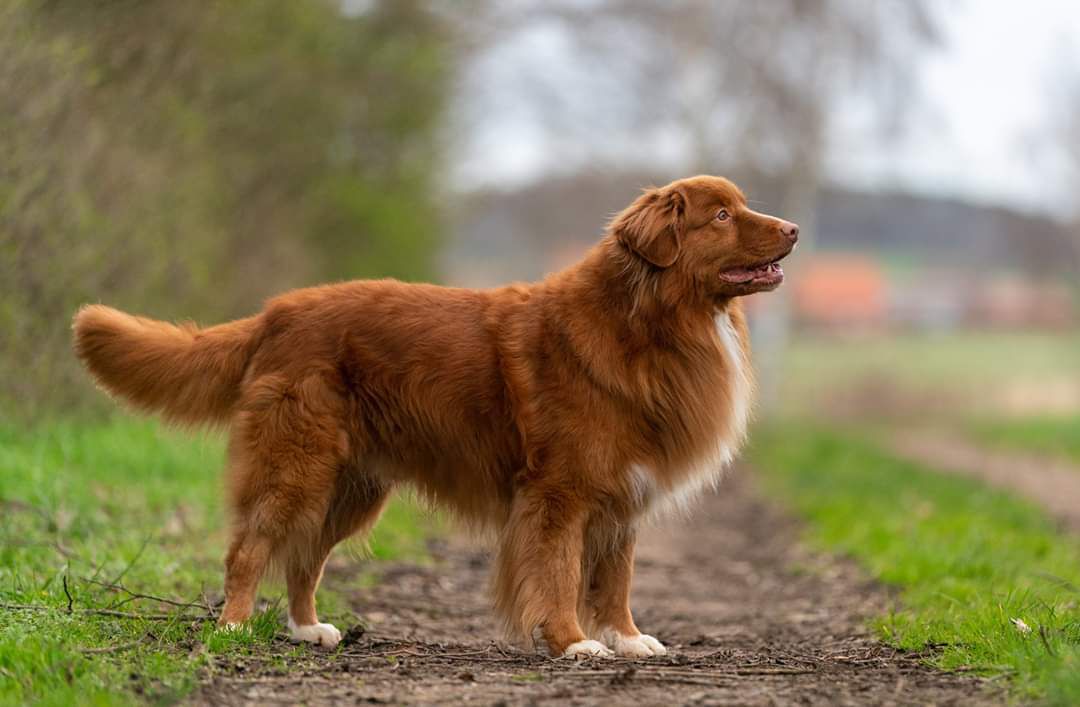 Caltansis Takes 2 2 Tango | Nova Scotia Duck Tolling Retriever 