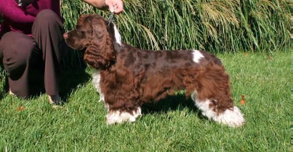 Jacklen's Compelling Blessing of Joy | American Cocker Spaniel 