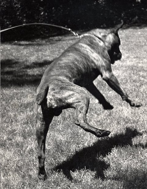 Scyldocga Bairn Mctavish | Bullmastiff 