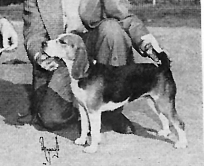 Betsy Jane Bugler | Beagle 