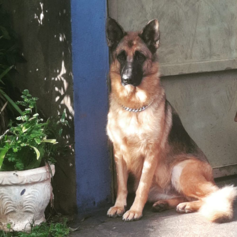 Fídia da Casa da Cinofilia | German Shepherd Dog 