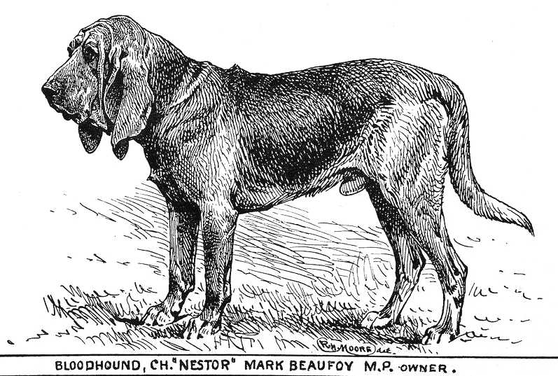 Nestor (1879) KCSB 11078 | Bloodhound 