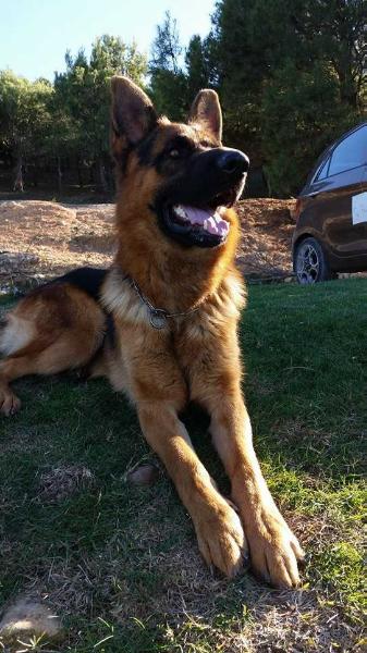 GZINZO Vom WOLF | German Shepherd Dog 