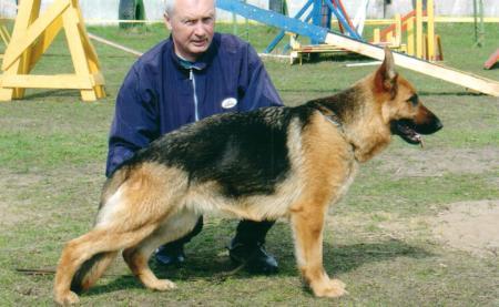 Pyrith van Noort | German Shepherd Dog 