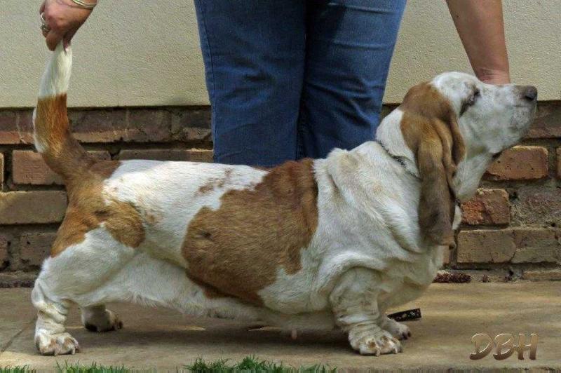 Belen Di Casa Dal Pino of Midestino | Basset Hound 