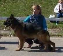 Bender Brix Akvitas | German Shepherd Dog 