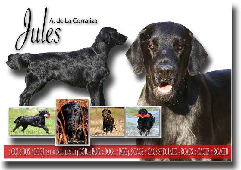 Jules A. de la Corraliza | Flat-Coated Retriever 