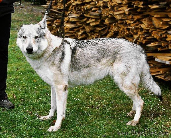 Arra od Rajské chvojky | Czechoslovakian Wolfdog 