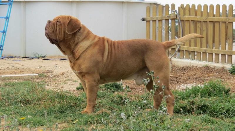 Iker del Reino de la Mataza | Dogue de Bordeaux 