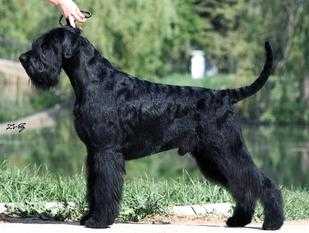 Zarina's Design Ipse Dixit‘s data sheet | Giant Schnauzer 