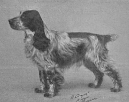 Invader Of Ware | English Cocker Spaniel 