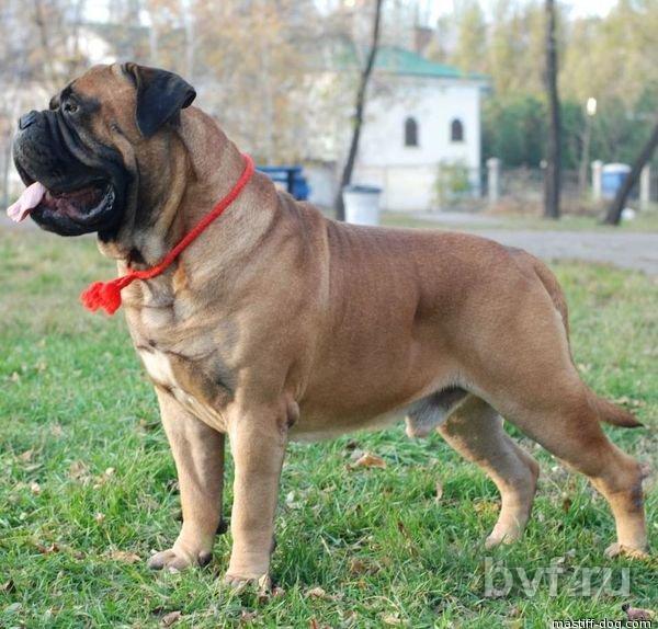 Avant Law Boy Is Dvariskiu | Bullmastiff 