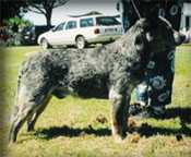 MARYHEATHER WINTA LEGEND | Australian Cattle Dog 