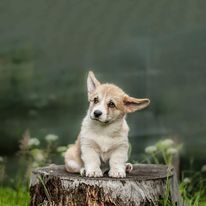 Evening Glitter Anireka | Pembroke Welsh Corgi 