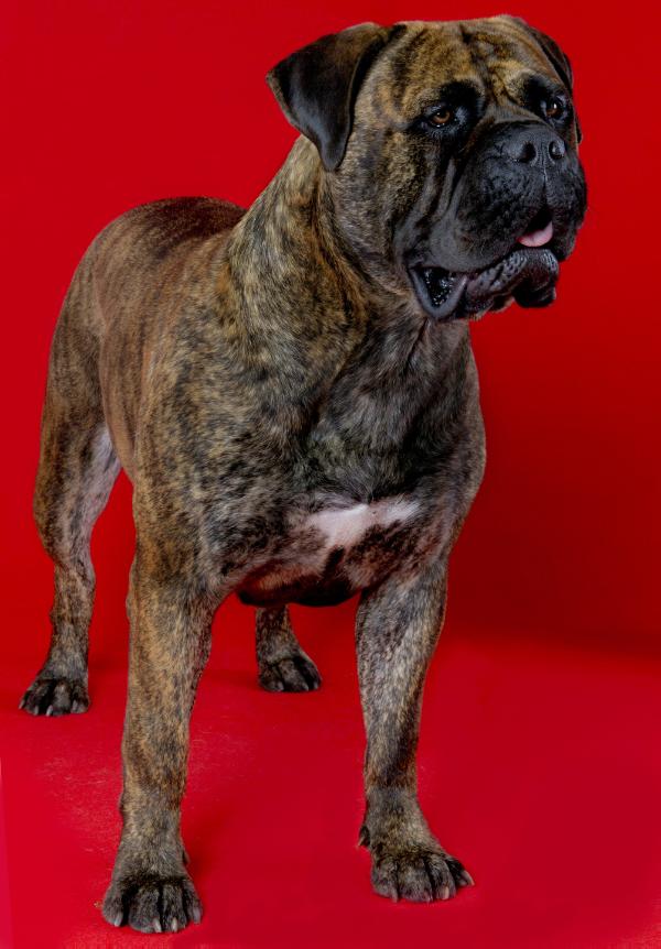 Luckybull R. Sintra da Casa Alto Cristelo | Bullmastiff 