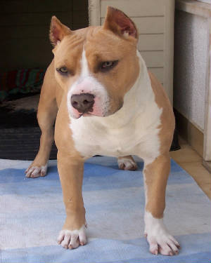bronx de cetóbriga | American Staffordshire Terrier 